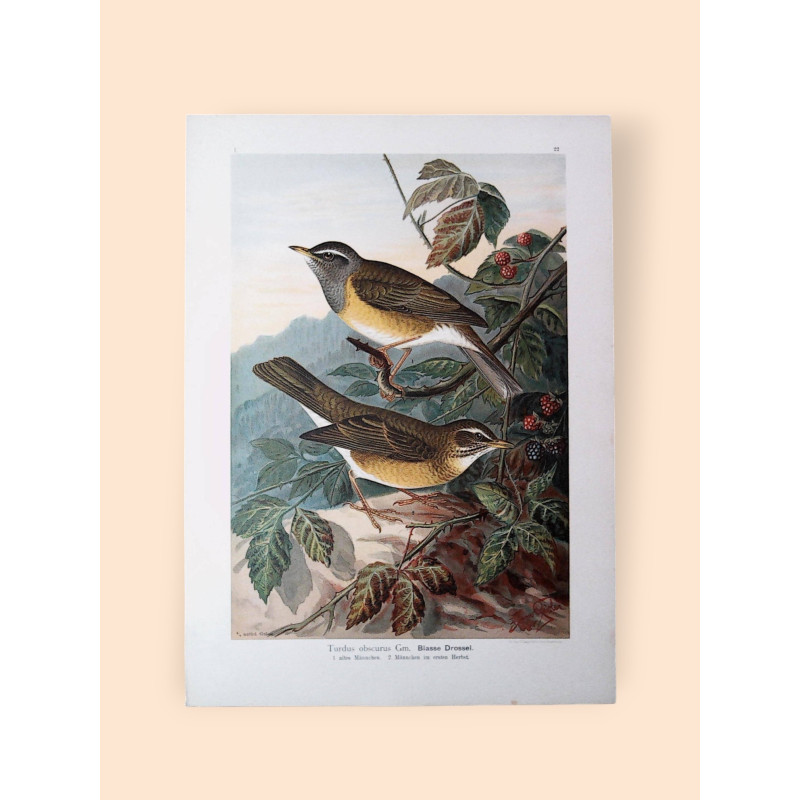chromolitografie-evropskych-ptaku-tabule-c-i22-32.jpg chromolitografie-evropskych-ptaku-tabule-c-i22-32.jpg